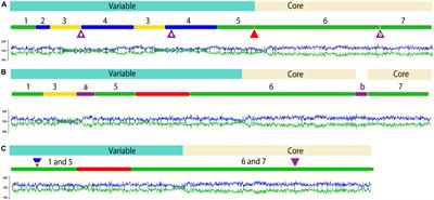 The Integrative Conjugative Element clc (ICEclc) of Pseudomonas aeruginosa JB2